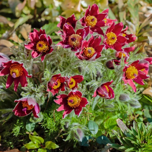 Pulsatilla Rubra